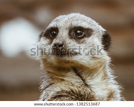 Close up of meerkat on watch