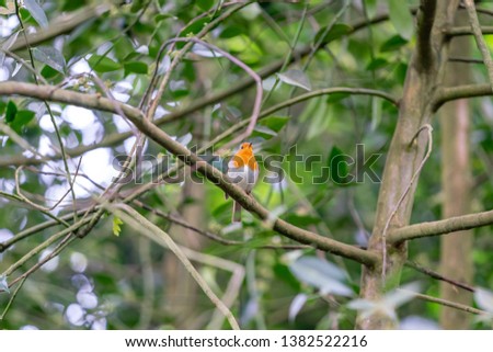 Robin bird on the branch in the forest