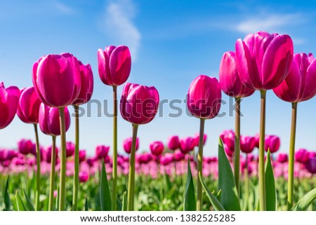 Beautiful bunch of bright pink tulips in the sun against a blue sky with white clouds.  
