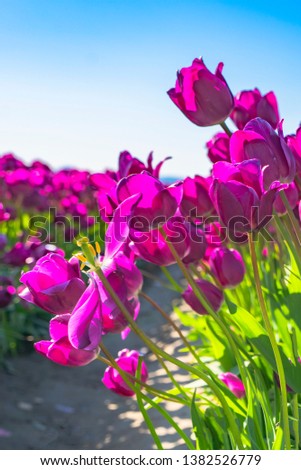 Beautiful purple tulips blowing in the wind against a blue sky on a sunny day.  