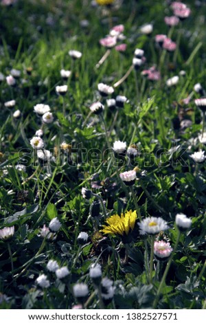 beautiful carpet of cute little daisies in the garden