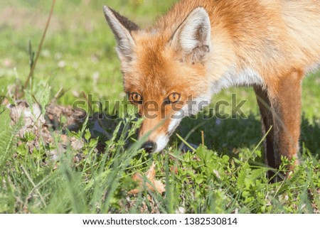 Red Fox Close up Portrait (Vulpes vulpes)