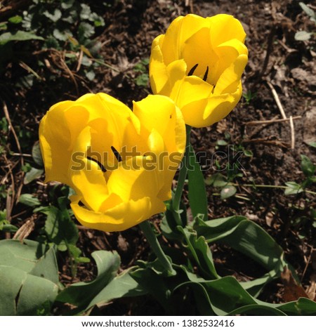 Macro Photo of a Tulip Bud. Flower tulip yellow. Blooming tulip with fluffed petals on the background of grass and plants