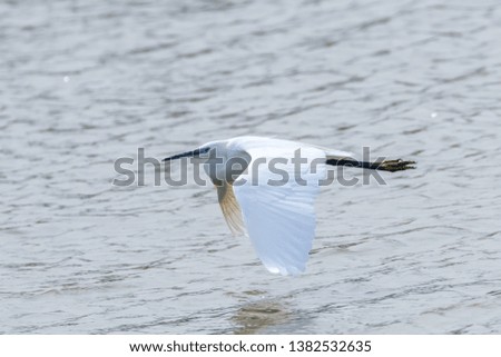 Little Egret in Flight (Egretta garzetta) Small White Heron