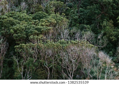 green trees of New Zealand