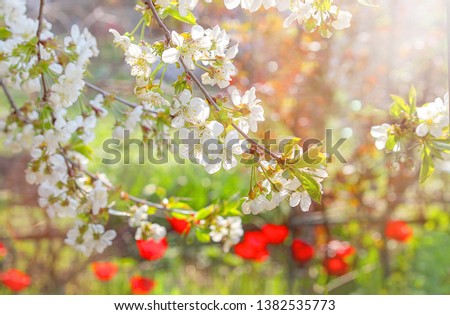 Flowering branch of cherry or sweet cherry. In the background are red tulips. Hello spring, sunny day. Selective focus, copy space.