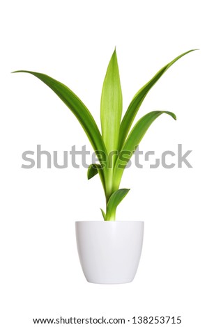 Houseplant - yang sprout of Yucca a potted plant isolated over white Royalty-Free Stock Photo #138253715