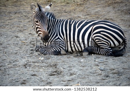 Zebra portrait close up photography.