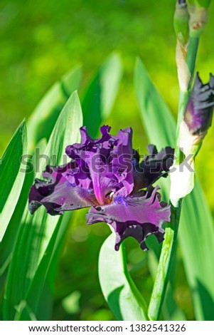 Closeup of a dark purple iris flower in bloom