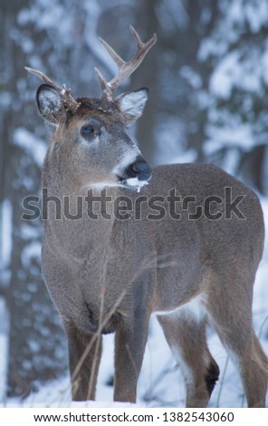 whitetail male deer posing for a picture