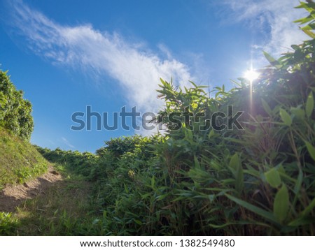 The view of the hill in the western part of Izu Peninsula, Shizuoka Prefecture, Japan, in a fine summer day.