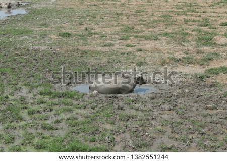 The buffalo is lying soaking in a small pond in the middle of the rice fields, summer, beautiful natural background.