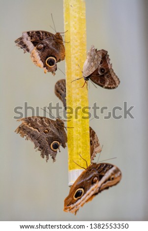 multiple Gold Bordered Owl butterflies hang on a colored butterfly feeder
