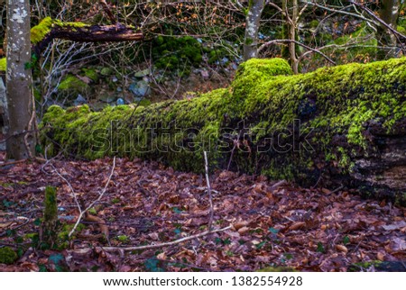 Close-up pictures of large moss-covered trees In the autumn forest.