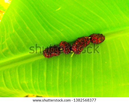 beautiful image of banana leaf with food on banana leaf