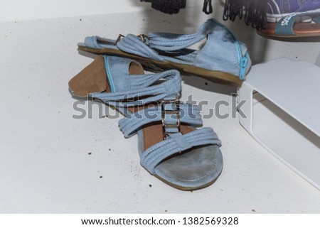 Bed Bugs in Wardrobe with Shoes
