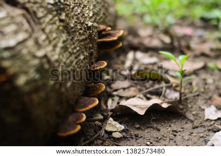 Mushroom on the tree, Picture of a wildlife forest mushroom in the woods in fall, Spring time, Picture in deep forest, Mushroom Background and texture