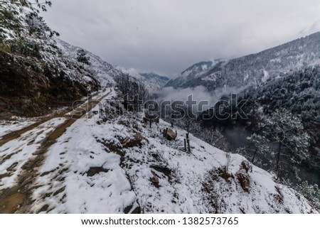 Snow covered road surrounded by deodar tree in himalayas - India
