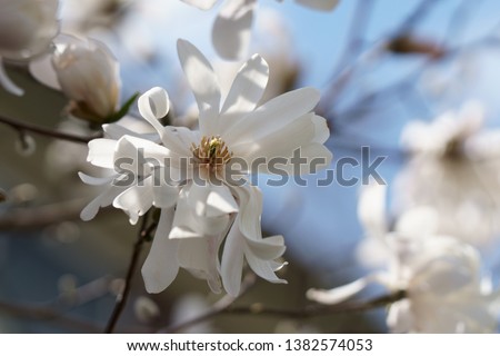 White Magnolia flowers blooming in Spring in Michigan.