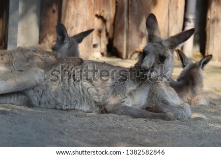 
Kangaroo lying down and sleeping