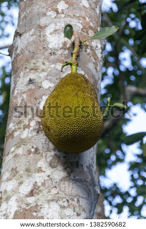 Green jackfruit on a tree
