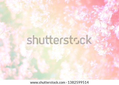Sweet and pastel color  flower ,Soft and blurry focus photo in vintage style