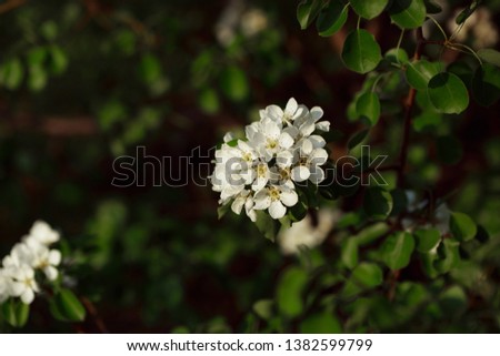Flowering branch of plum tree. Spring flowering trees. Macro photography of an open flower.