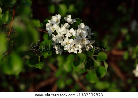 Flowering branch of plum tree. Spring flowering trees. Macro photography of an open flower.