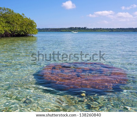 Massive starlet coral in shallow water near an islet of mangrove, viewed from above the water surface, Caribbean sea