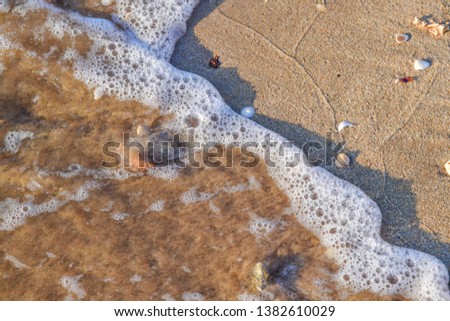 Seashells on the sand of a beach background.