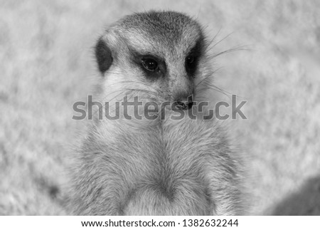 Meerkat in black and white