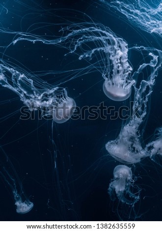 Picture of swimming school of wild Jellyfish deep in the ocean