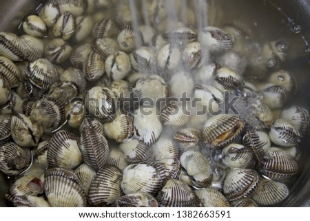 Cockles clams lays on top of each other. Crisp picture of cockle clams nature and fresh seafood