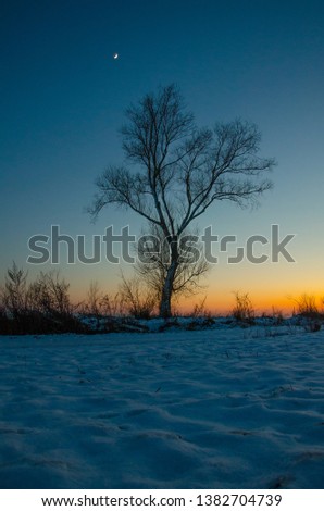 winter sunset tree alone moon blue