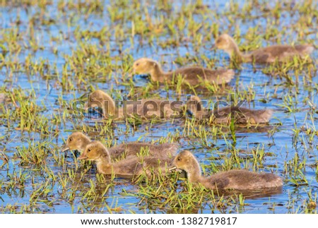 Young Greylag Goose goslings swimming in the lake