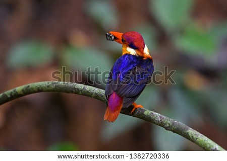 Oriental Dwarf Kingfisher, Black-backed Kingfisher, Ceyx erithaca
