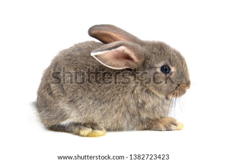 Funny bunny or baby rabbit fur gray with long ears is sitting for Easter Day on isolated white background.