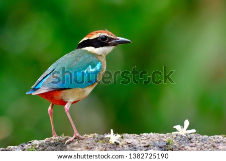 Beautiful brightly multiple colors bird perching on rock with fresh flowers during migratory trip to Thailand tropical island, Fairy pitta (Pitta nympha) the Forest Angel