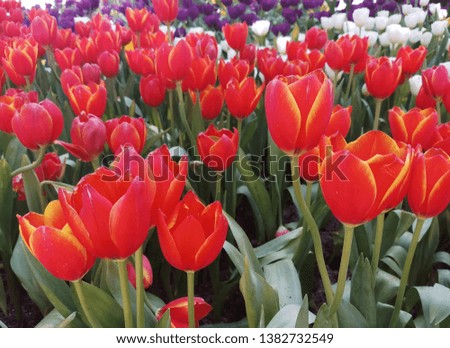 Tulip field for background, screensavers, Wallpapers. Concept. Horizontal. 