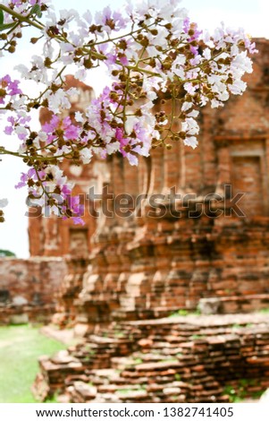 Pink and white flower branches There is an old historic site in Ayutthaya as a blur background