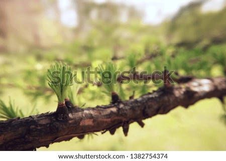 Fir tree branch spring macro photography natural background for design.