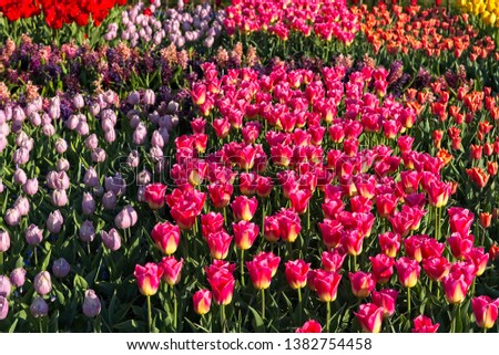 Full frame of squares of red, violet and orange tulips in bloom in morning sun.
