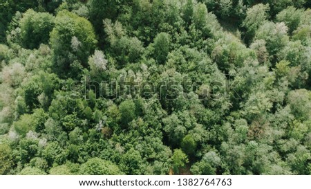 Aerial view of the woods. Flight over the trees . Flying over the top of trees .Flight over green forest. 