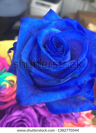 Picture of a beautiful blue rose
