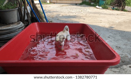 Adorable French bulldog puppy and Chihuahua dog playing or bathing in the small basin, it want to take a shower to relieve the heat in summer.