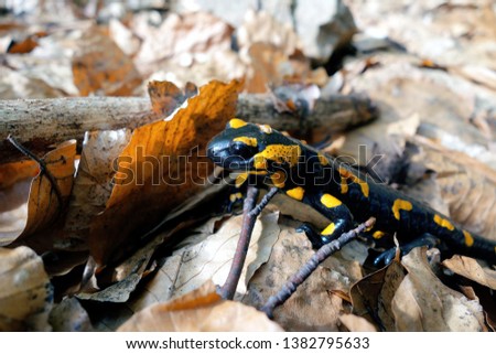 Salamandra with yellow spots in the forest