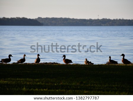 A row of ducks facing a body of water. Silhouette. Taken at Mackenzie Reserve, Budgewoi, New South Wales, Australia.