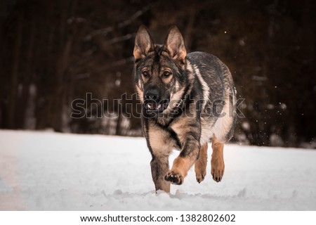 Photo of German shepherd Photo from my third Photoworkshop on Konopiste. It was amazing experience. I love dogs on snow.
