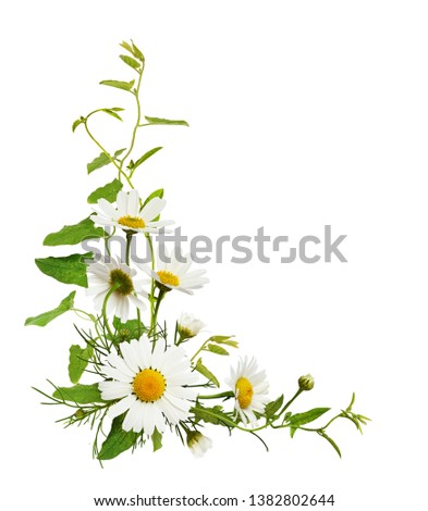 Daisy flowers and bindweed leaves in a corner floral arrangement isolated on white background. Top view. Flat lay.