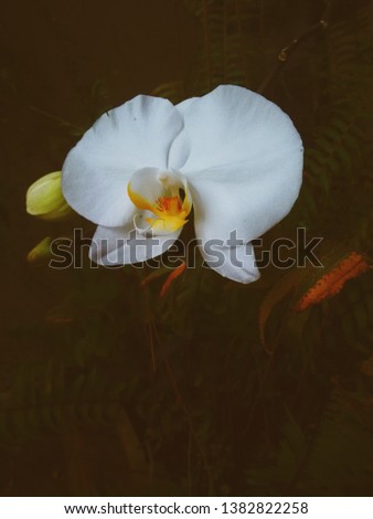 The innocence in a white orchid